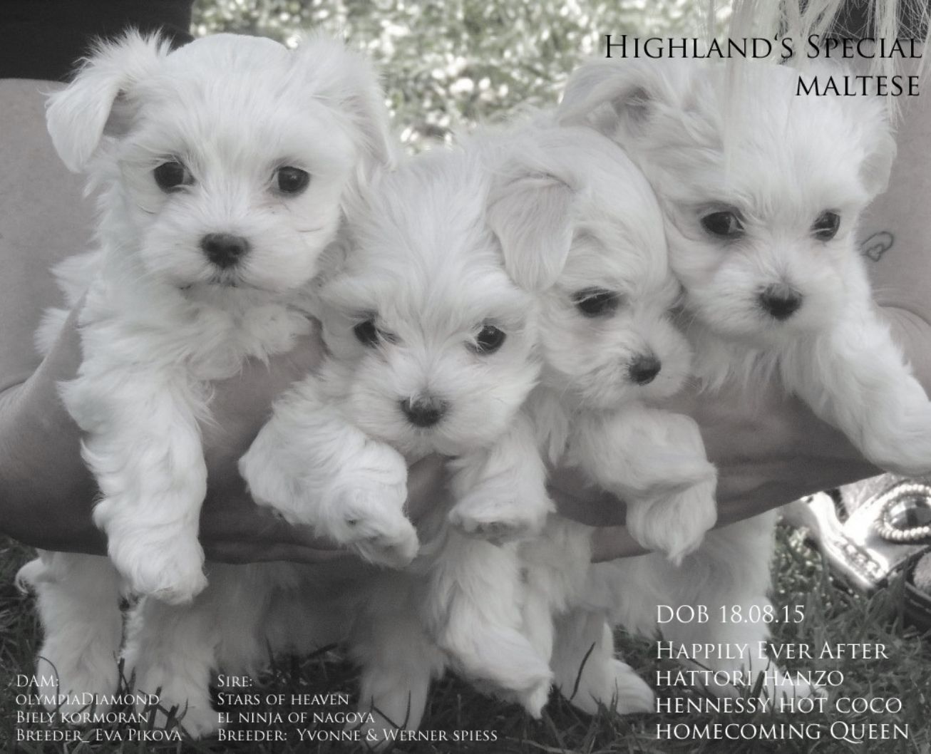 Highlands Special Maltese